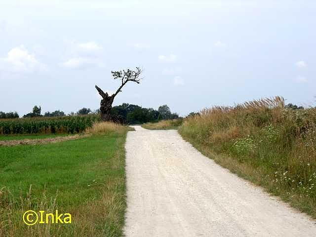 Piękna polna droga, aż chce się jechać!