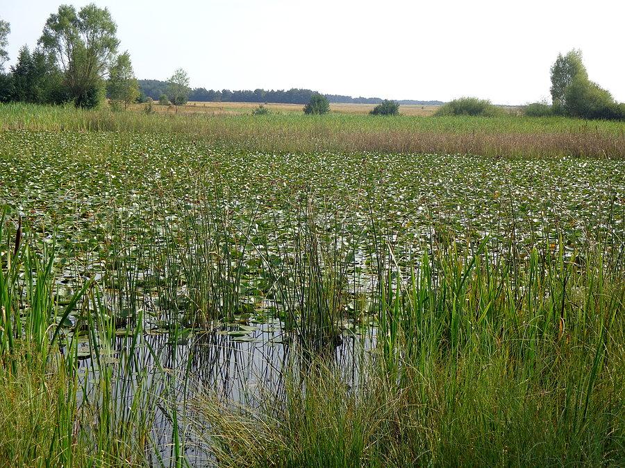 Żabi Staw