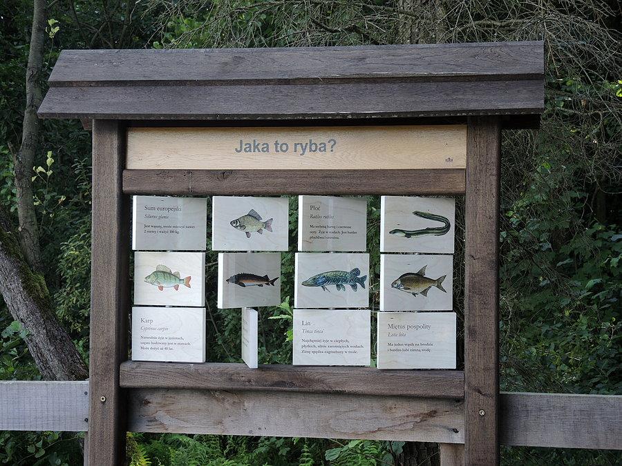 Tablica informacyjna - jaka to ryba