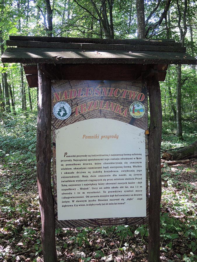 Pomniki przyrody - dąb "Wojtek" - tablica informacyjna