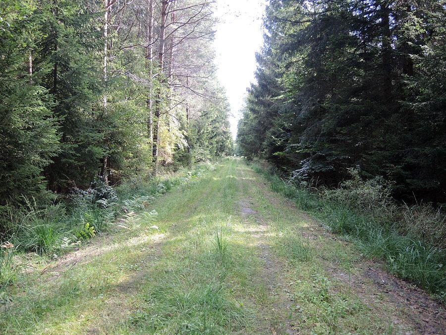 Ścieżka leśna w kierunku buków granicznych