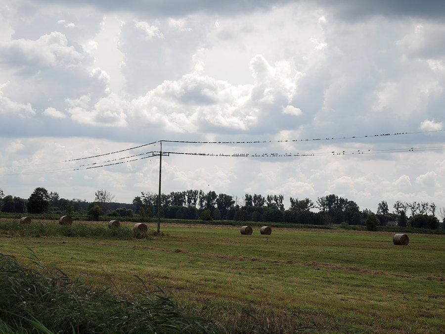 Ptaki - w drodze do śluzy