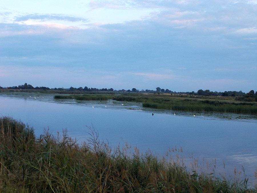 Nogat - łabędzi zatrzęsienie