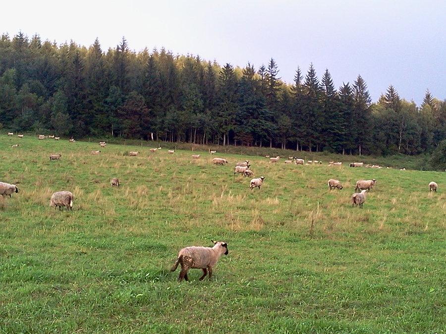 Owce nad przełeczą