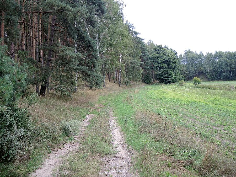 Leśną drogą w kierunku kolejnego wiaduktu