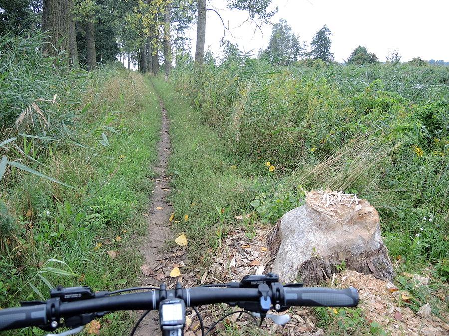 Działalność bobrów nad Notecią