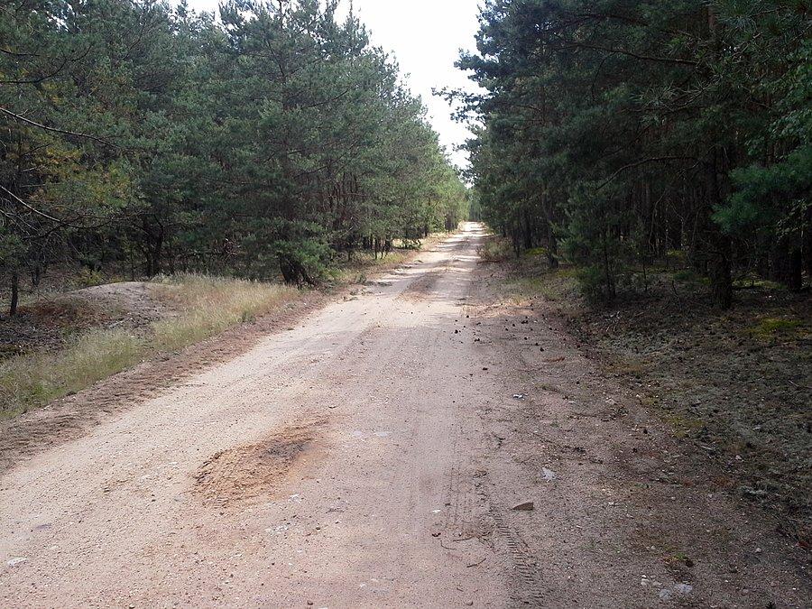 Droga w lesie jarantowskim