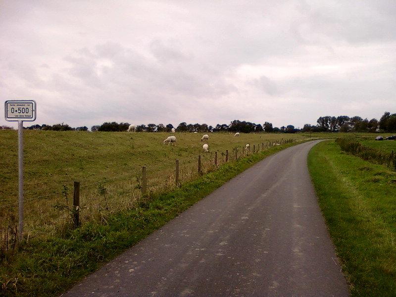 Wypas nad kanałem