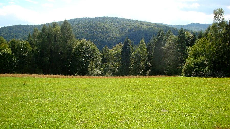 Polana z widokiem na Las Kurowski