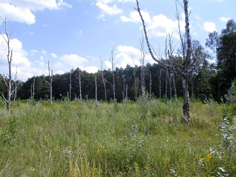 Las drzewnych kikutów