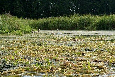 Czarna Hańcza pełna niespodzianek