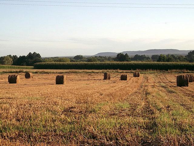 Żniwa