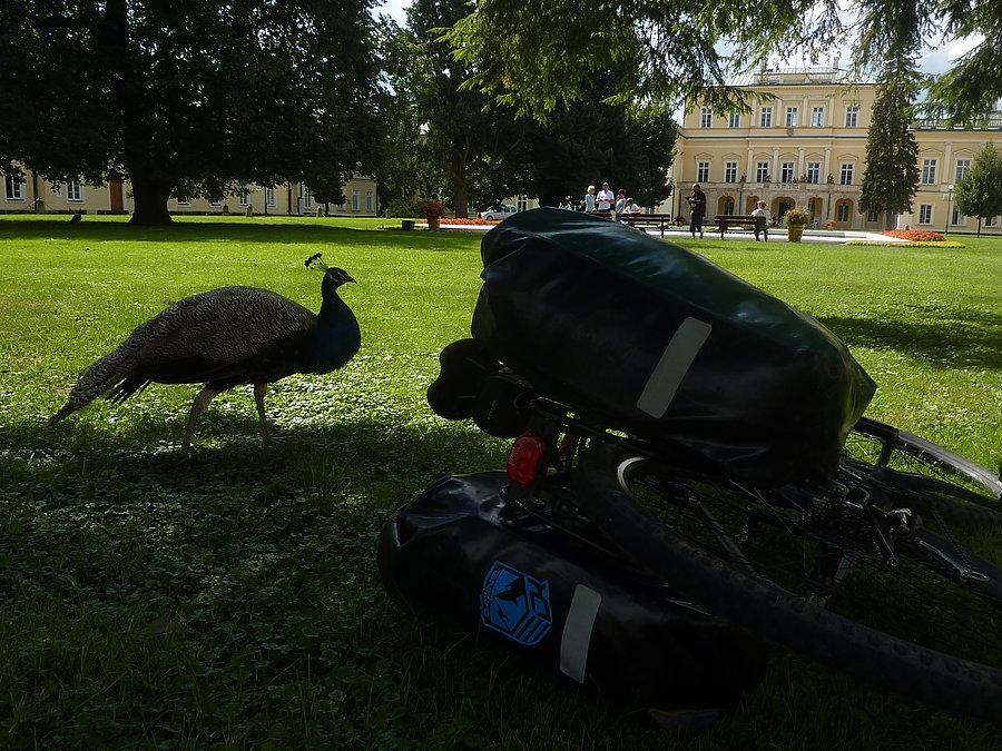 Przed pałacem Czartoryskich w Puławach