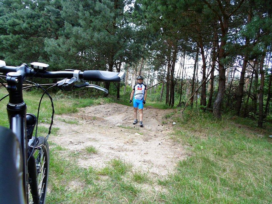 W "Lesie Królewskim" między Żarowem a Rogowem