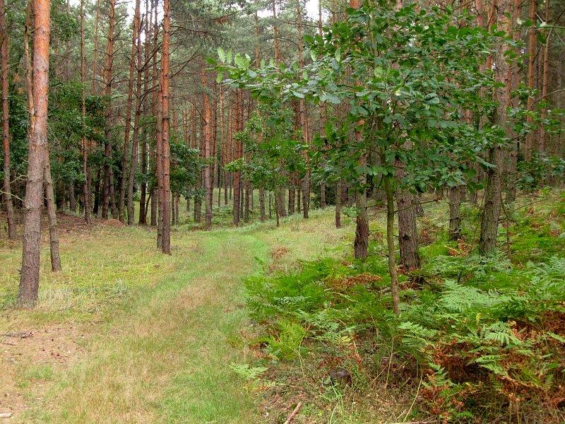 Prawie jak w stómilowym lesie :-)