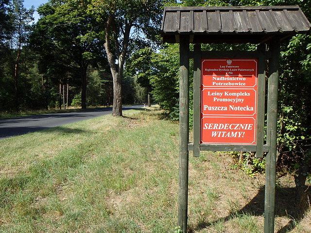 Jechałem przez Puszczę Notecką