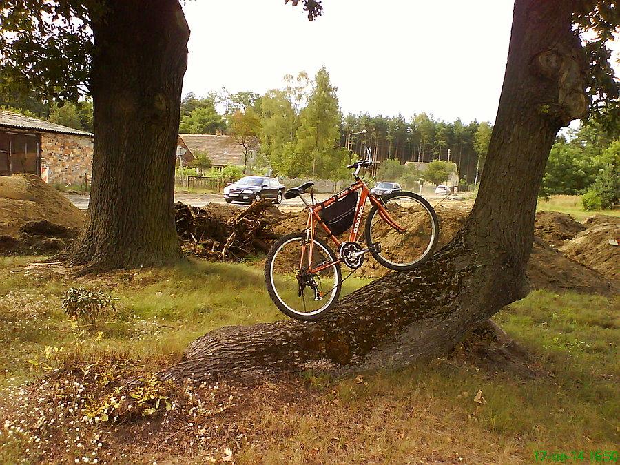 Dąb do podjazdów ;)
