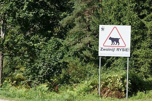 Zwalniam, bo rysie tu grasują :)