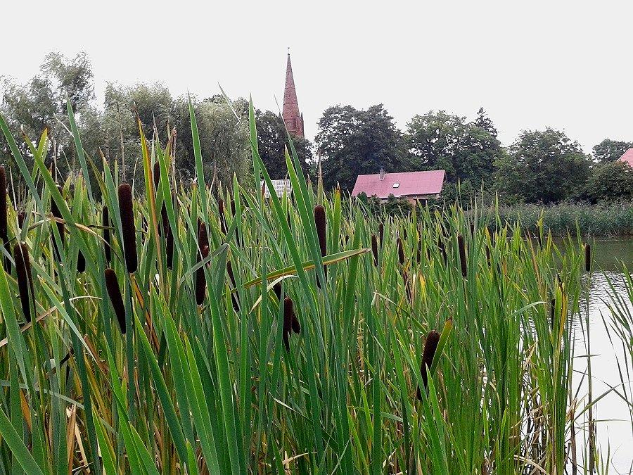 Staw w Kołowie