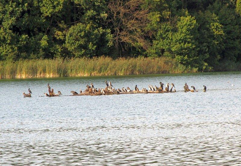 Jezioro Kowalskie - niski poziom wody ukazuje dno zbiornika, na którym kormorany zrobiły sobie punkt obserwacyjny