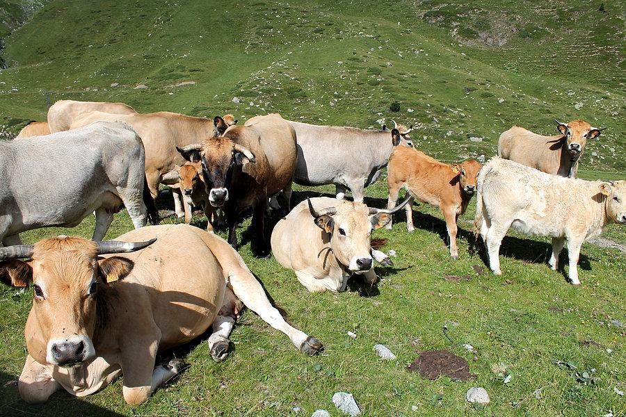 Górkie krasule
