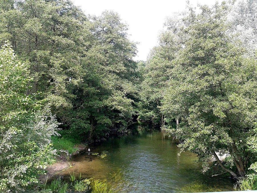 Rz.Płonia w Jezierzycach
