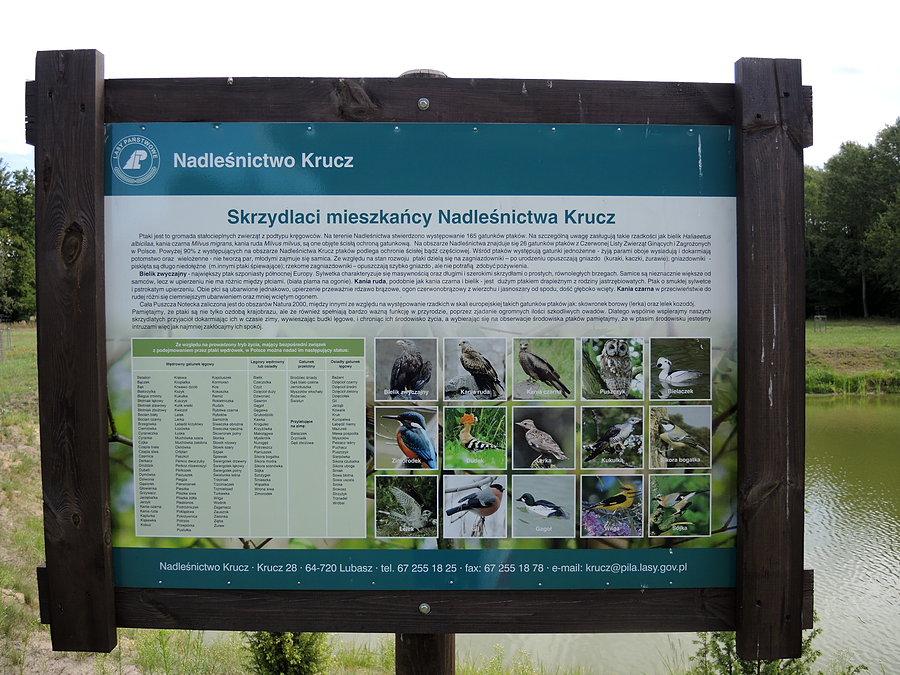 Tablica edukacyjna - leśnictwo Kruczlas