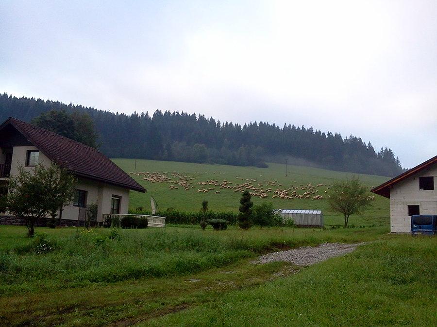 Owce w Kornej