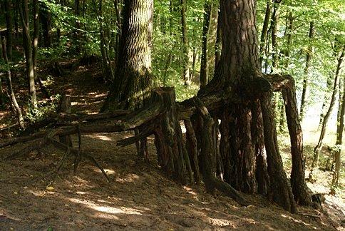 Sosna na szczudłach nad urwiskiem