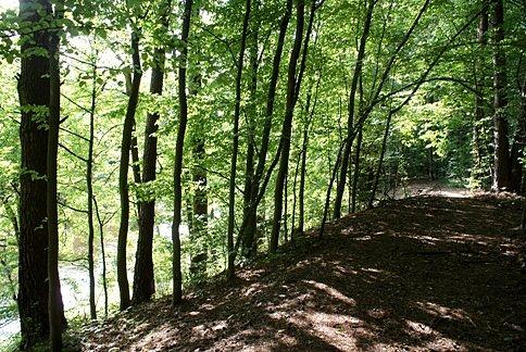Ścieżką stromym brzegiem Pilicy