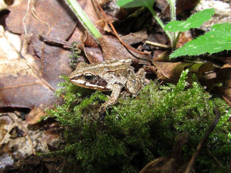 Fauna parku - młoda żaba