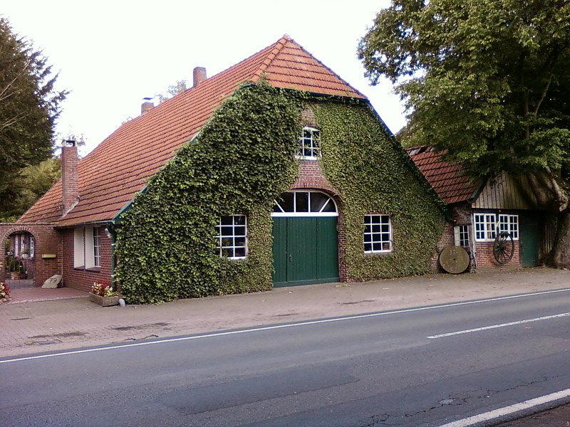 Bluszcz