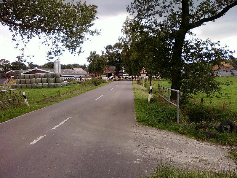 Pędzenie bydła