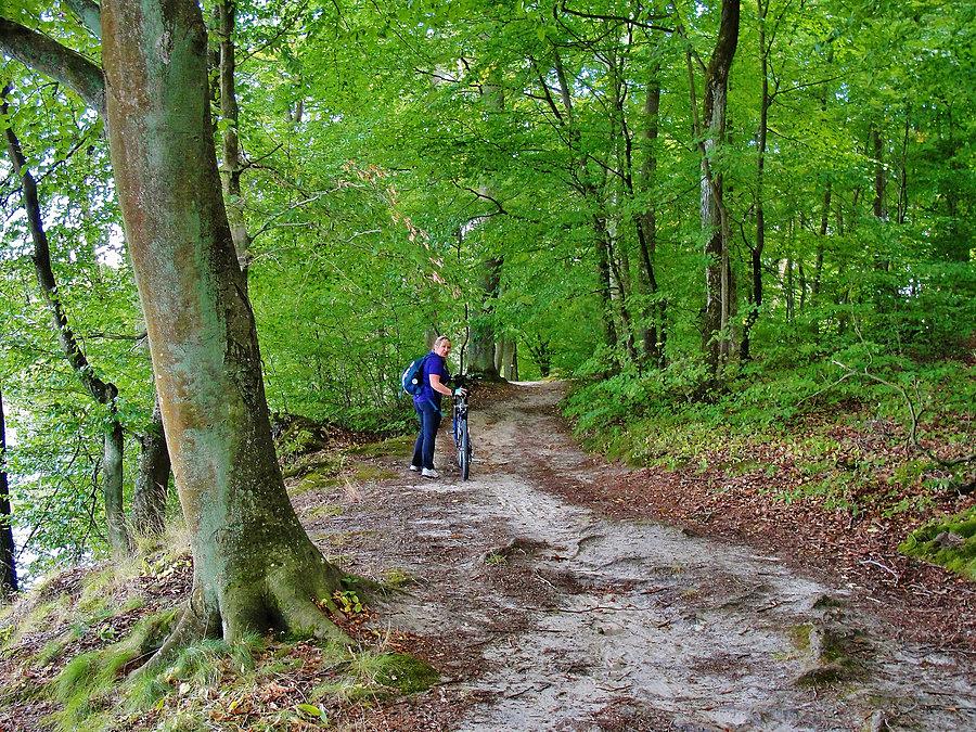 Kociewskie trasy rowerowe. Las Szpęgawski