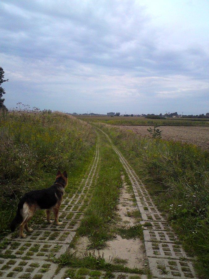 Wieczorna wycieczka z Dianą