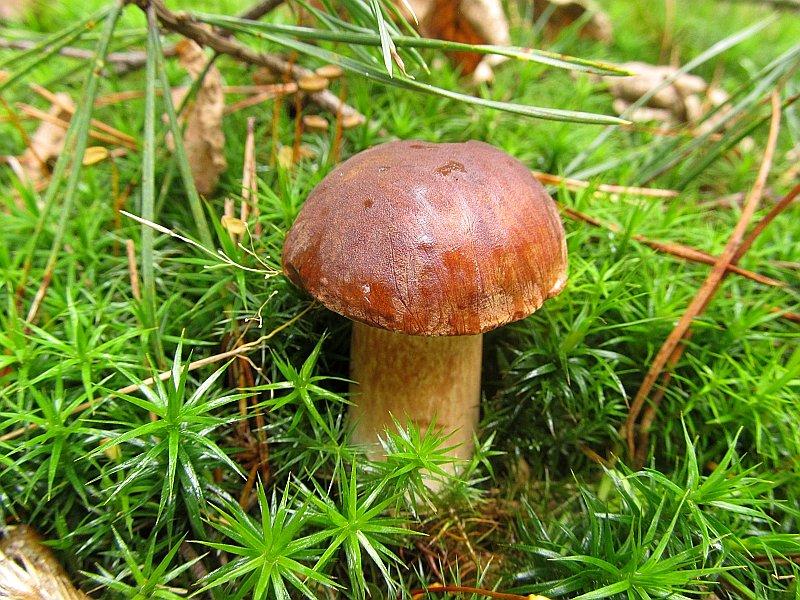 Podgrzybek brunatny (czarny łepek)
