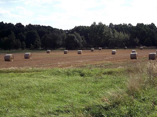 Żniwa 1
