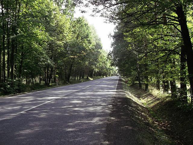Lasów nie brakowało