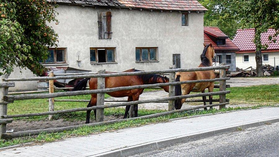 Konie w Tarnowie