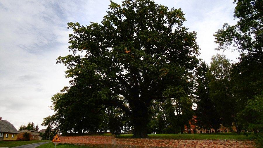 Dąb Sydonia w dawnym ogrodzie klasztornym w Marianowie