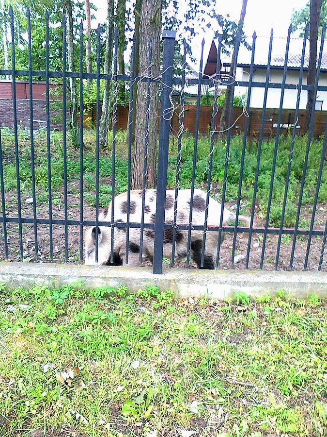Maskotka, czy na szynki i golonkę? Takie świniopodobne zwierzę przy jednej z głównych ulic w Izabelinie