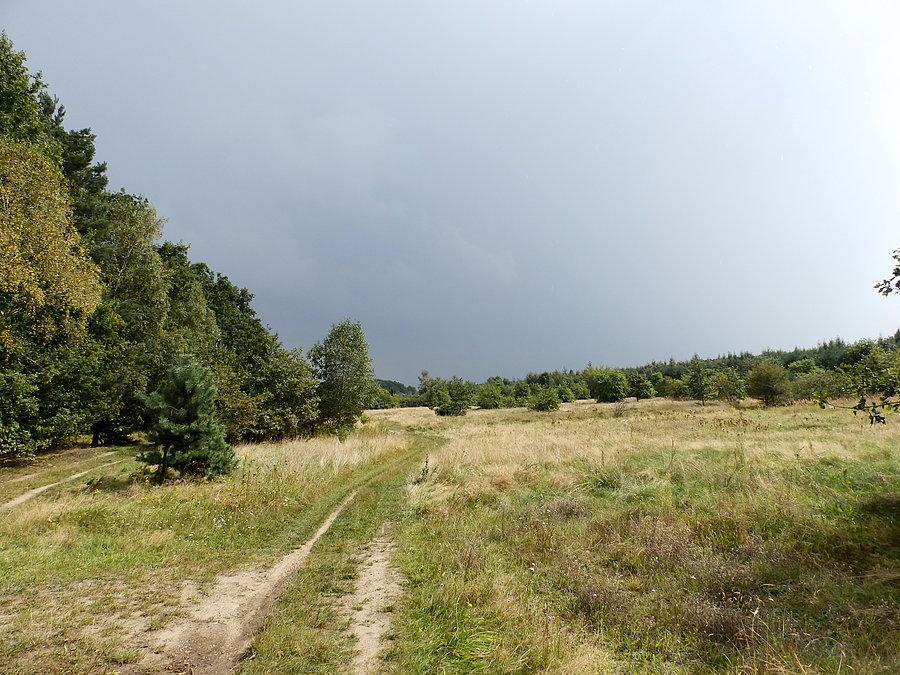 Burza nad Uprawami Leśnymi