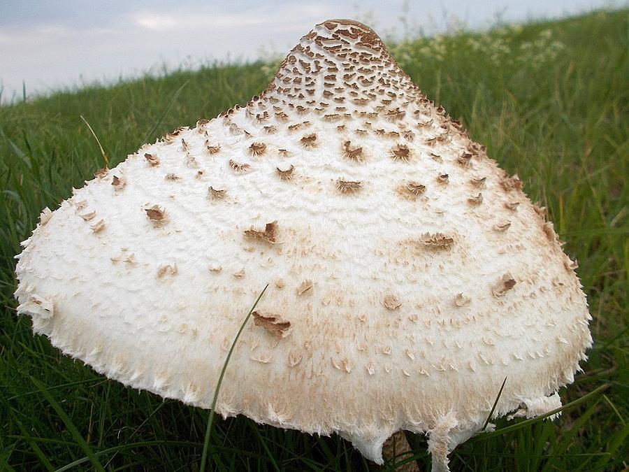 Kania z bliska