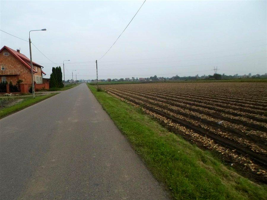 Cebula czeka na zebranie