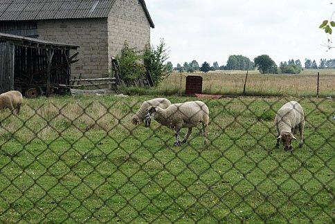 Za siatką
