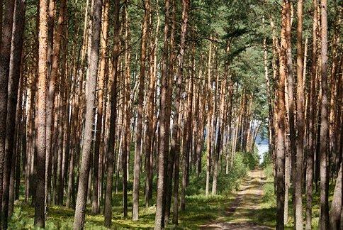 Widoki leśne nad brzegiem Zalewu Sulejowskiego