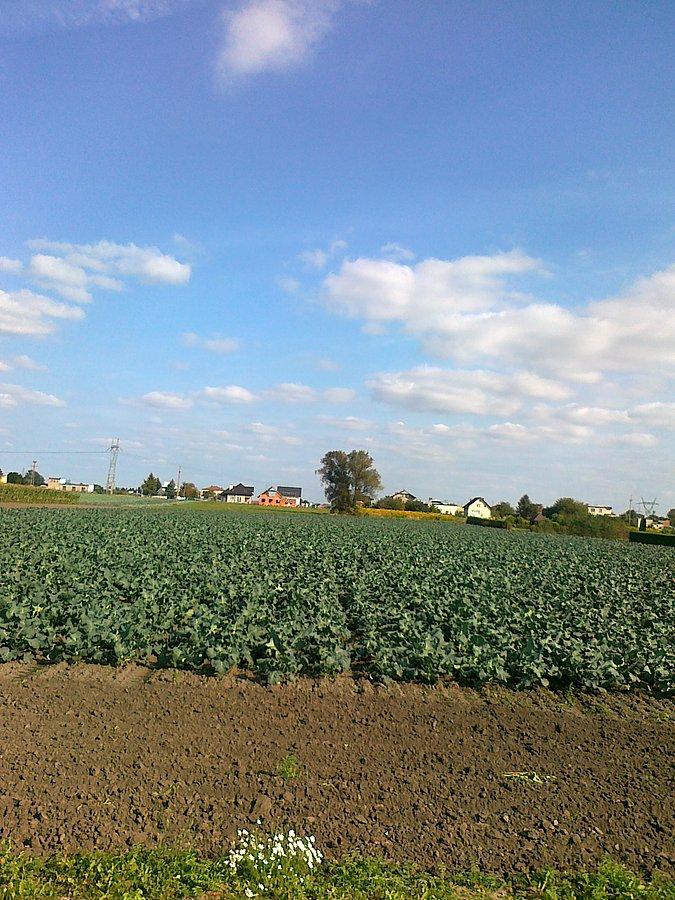 Pole kapusty przy Okrężnej