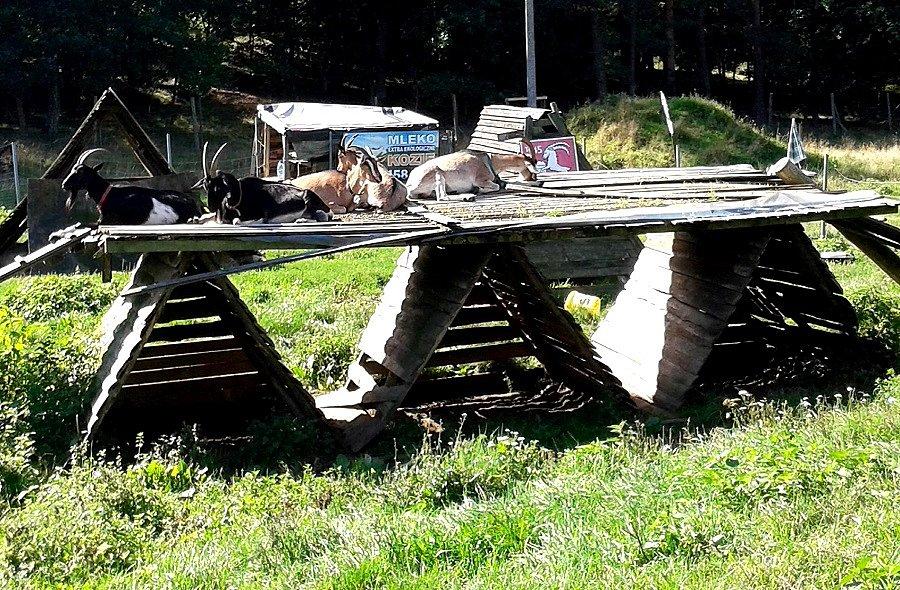 Kozy w Jezierzycach