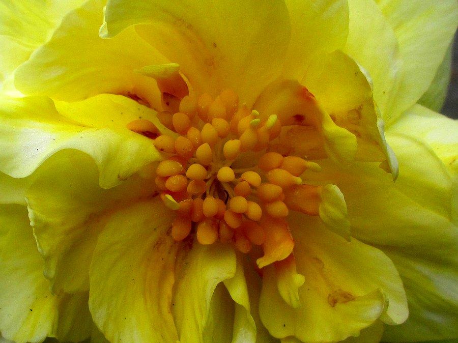 Żółta begonia w powiększeniu