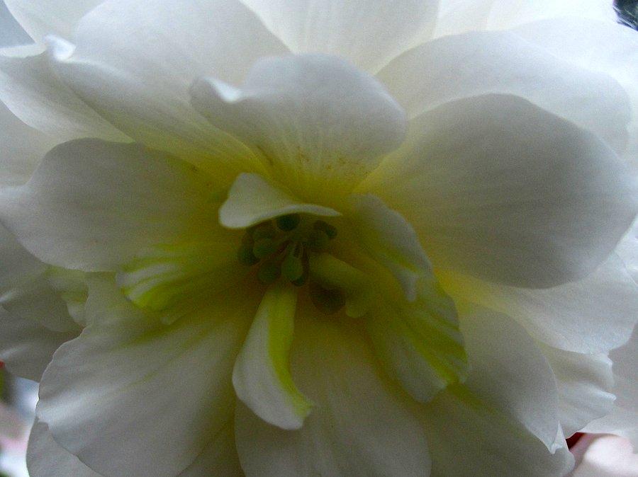 Biała begonia w powiększeniu